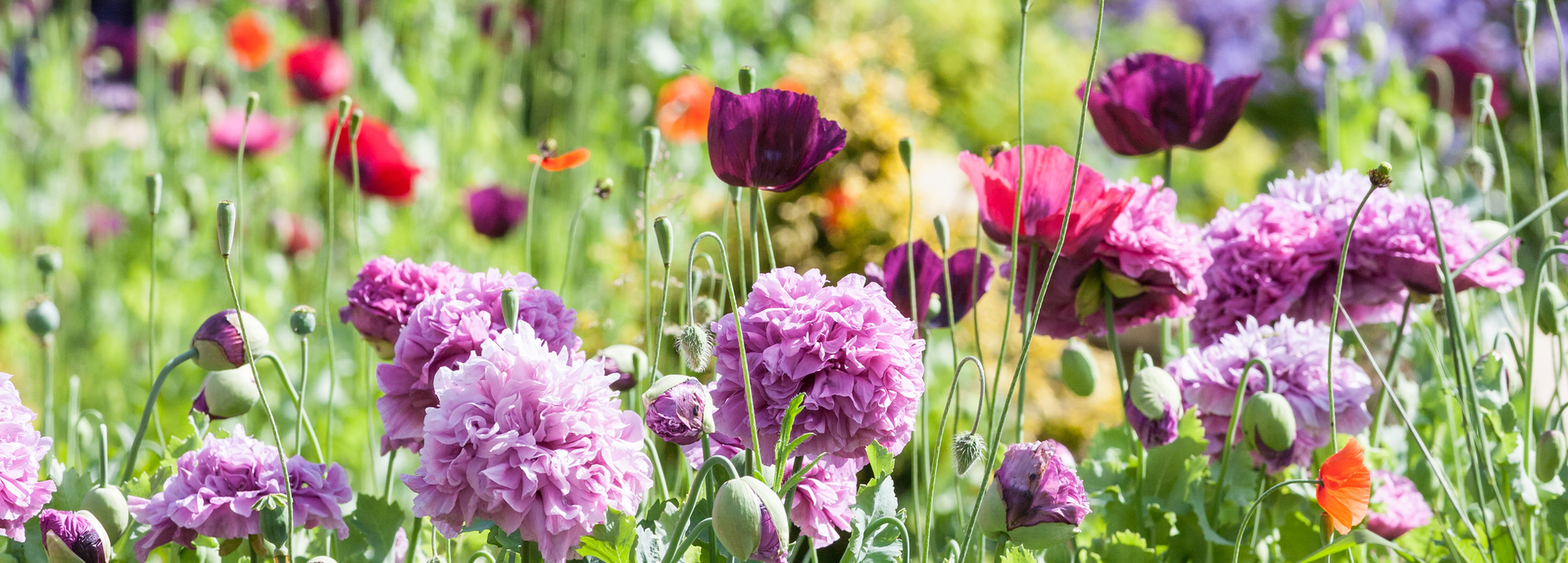 Spring Statement