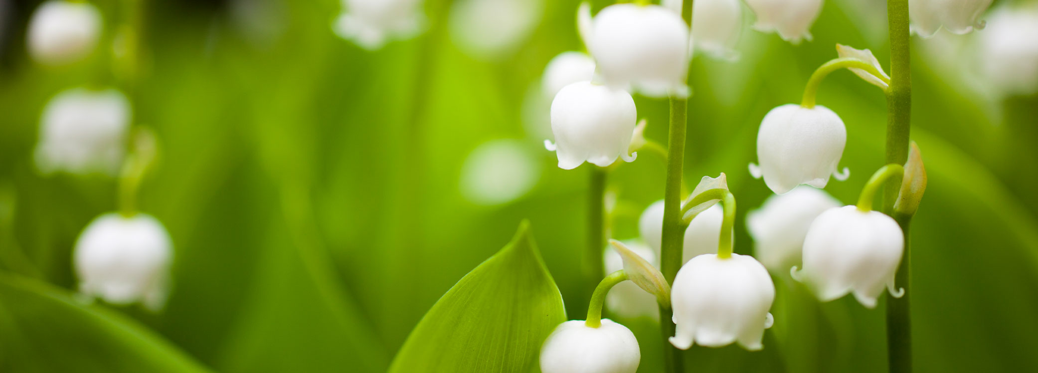Bereavement Support Payment 